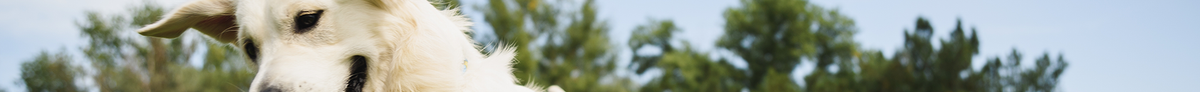 Page Banner