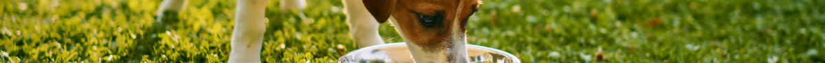 Page Banner
